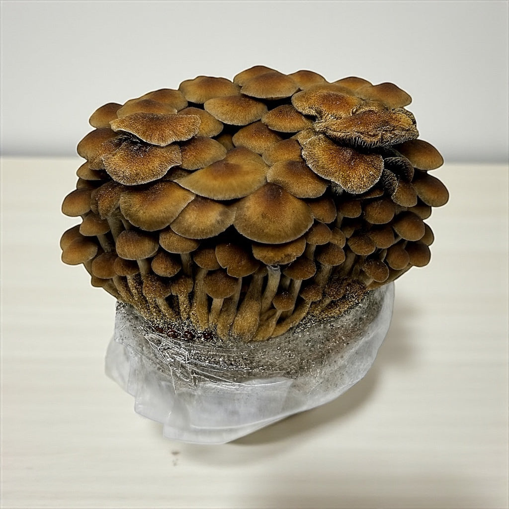XL All-in-One Mushroom Grow Bag (6 lbs) for Manure Loving Mushrooms - Image 5