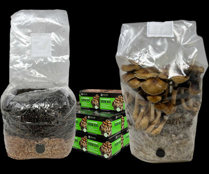Wholesale All-in-One Mushroom Grow Bag (4 lbs) for Manure Loving Mushrooms (Case of 10) - Image 7