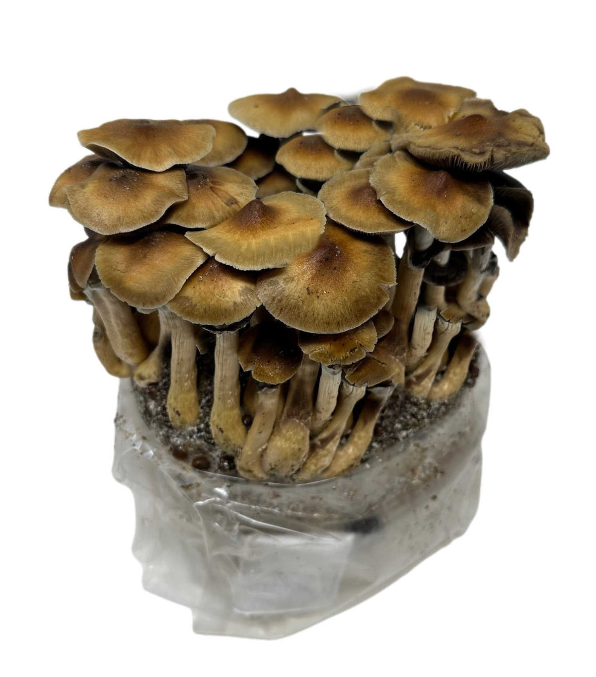 All-in-One Mushroom Grow Bag (4 lbs) for Manure Loving Mushrooms - Image 5