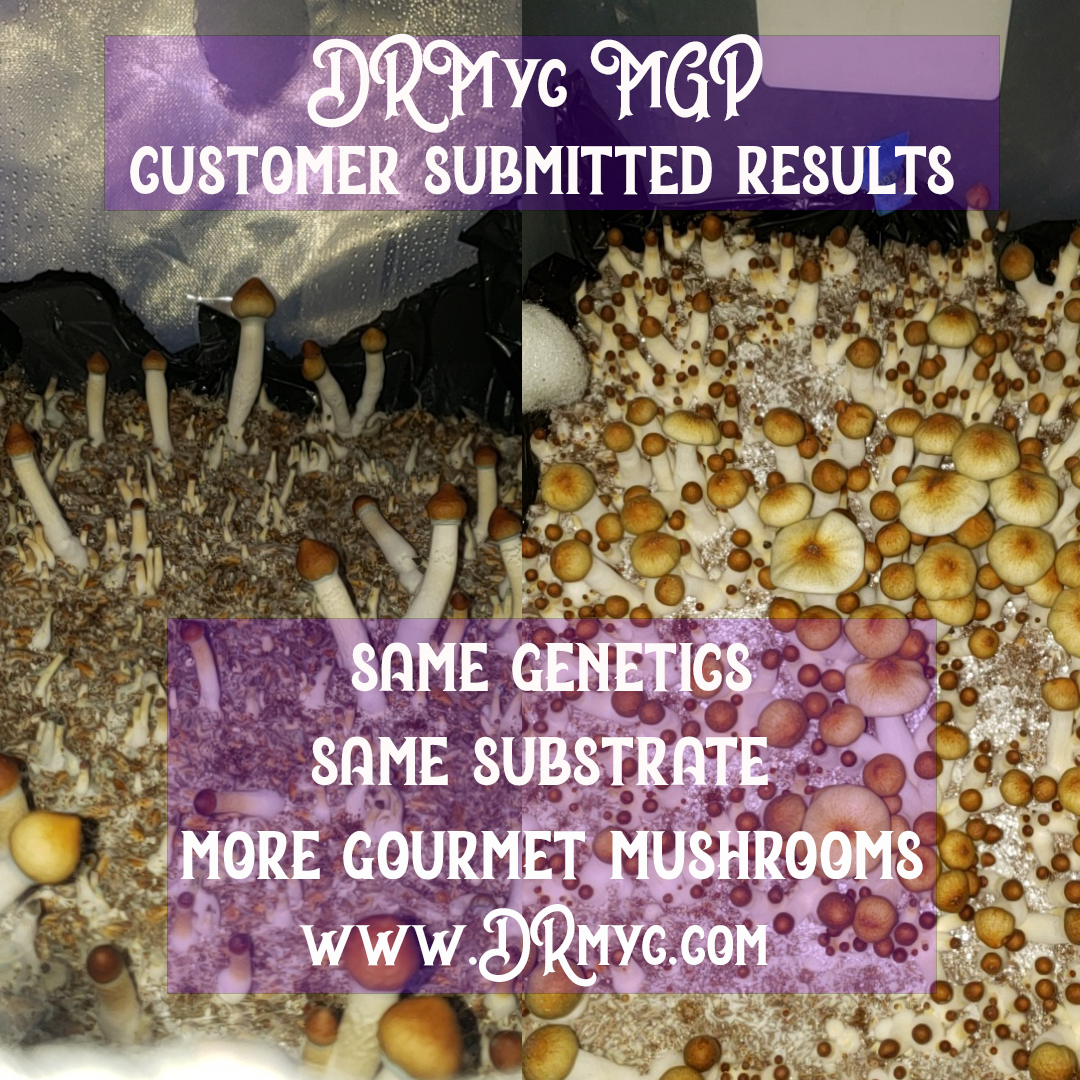 MGP Pure - Maximum Gourmet/Medicinal Mushroom Growth Promotion - View 9