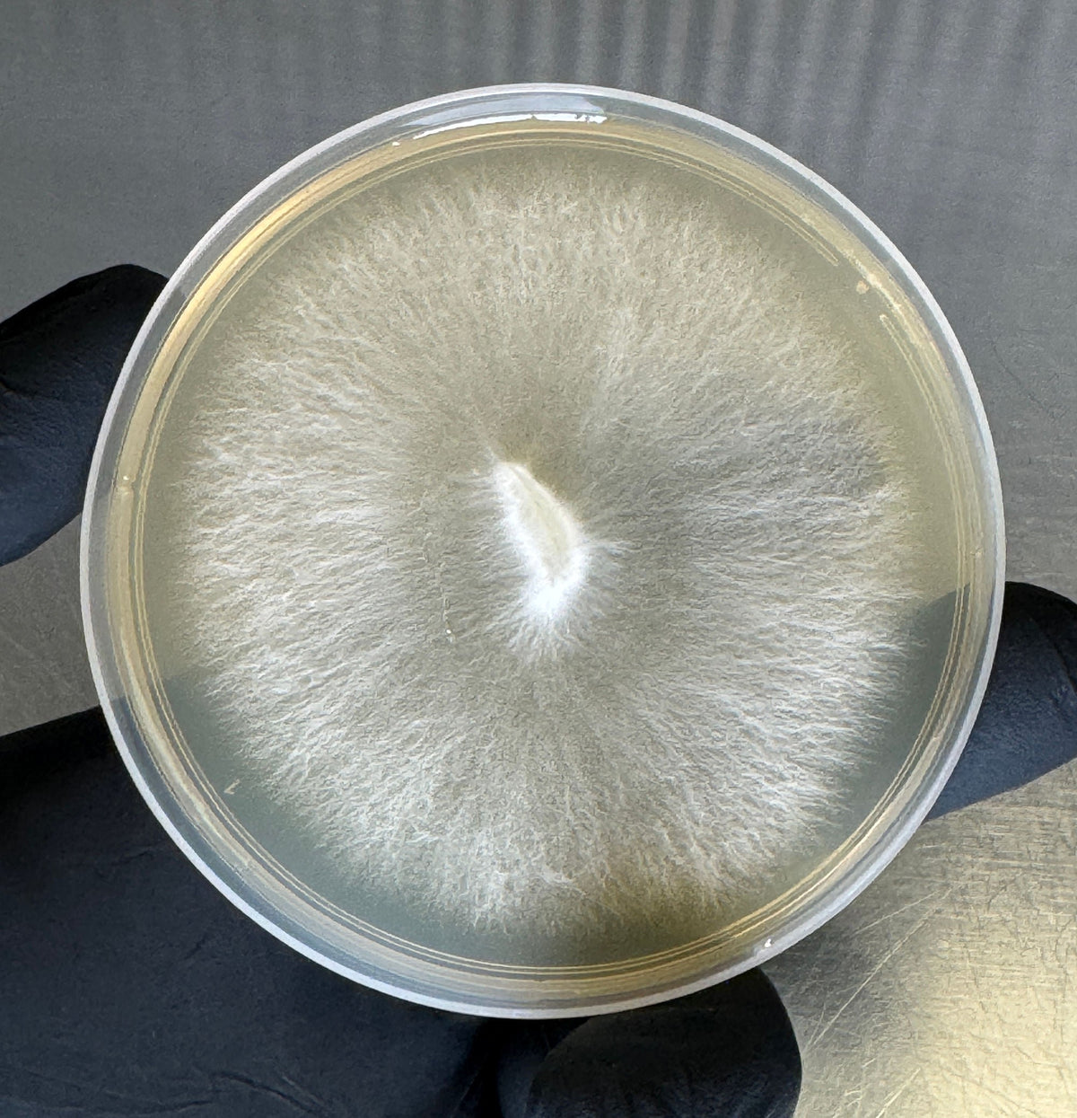 Blue Oyster Colonized Agar Plate - Image 3