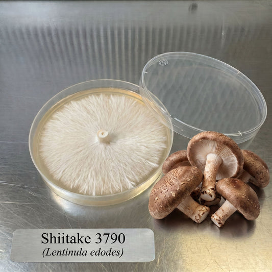 Shiitake 3790 Colonized Agar Plate - Image 1