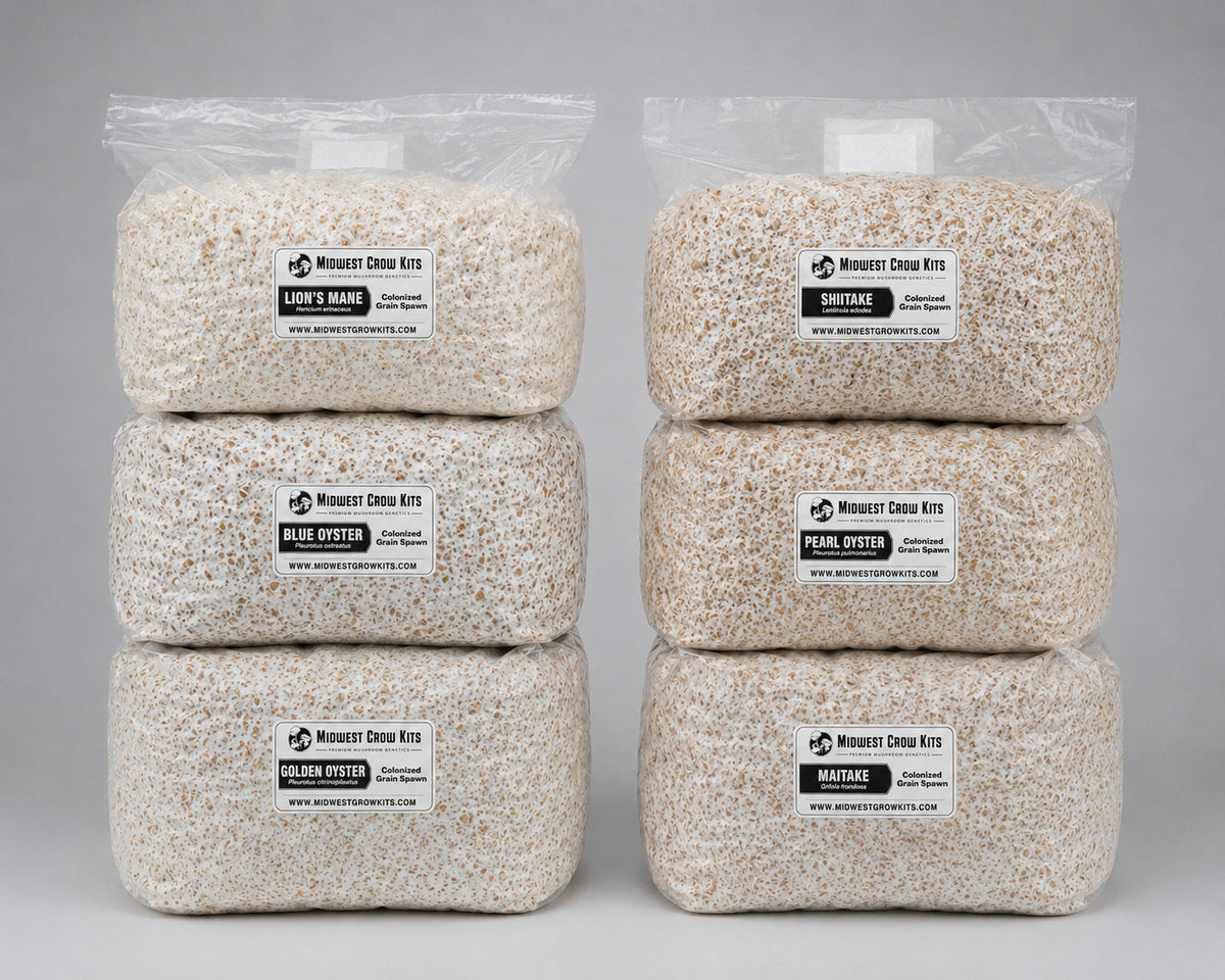 Pioppino Colonized Grain Spawn Bag 5 LB - Image 4