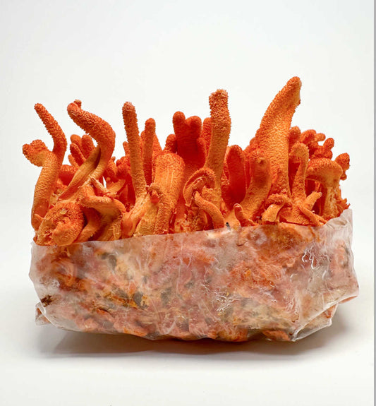 Cordyceps Militaris Ready To Grow Spawn Bag Grow Kit - Image 2