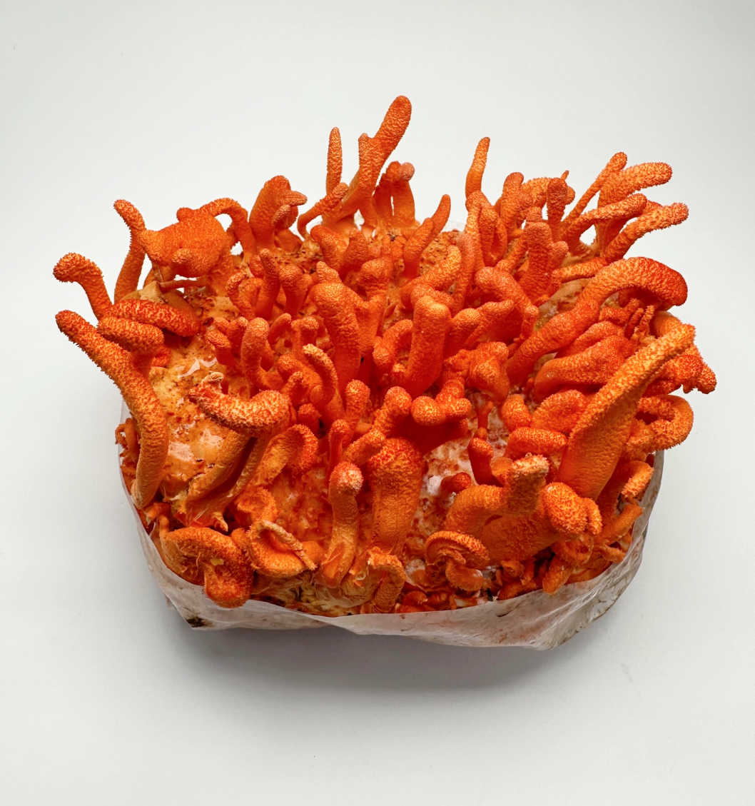 Cordyceps Militaris Ready To Grow Spawn Bag Grow Kit - Image 3
