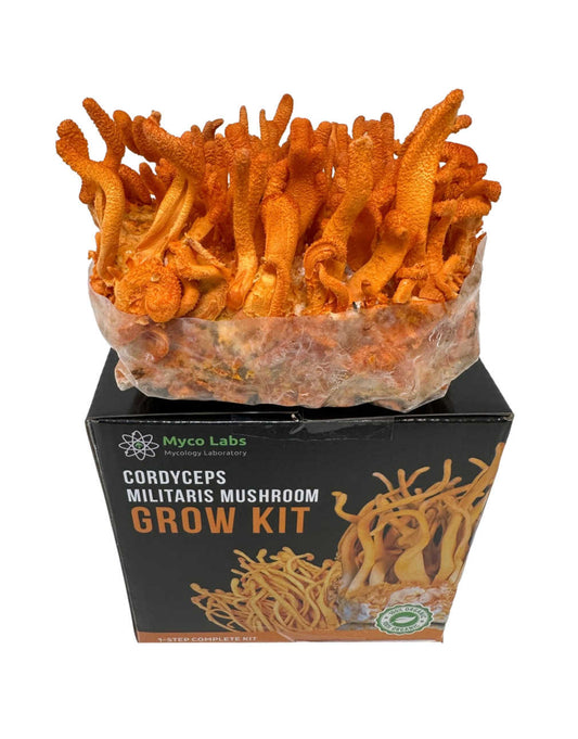 Cordyceps Militaris Ready To Grow Spawn Bag Grow Kit - Image 1