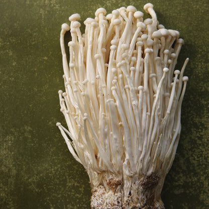 Complete XL ALL-IN-ONE Wood Lover's Mushroom Grow Bag Kit (6LB) - Image 8