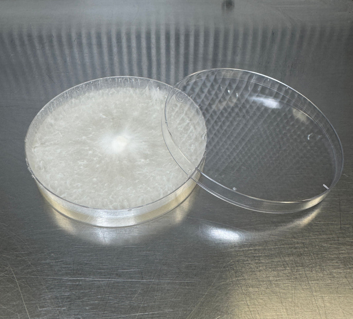 Maitake Hen of the Woods Colonized Agar Plate - Image 3