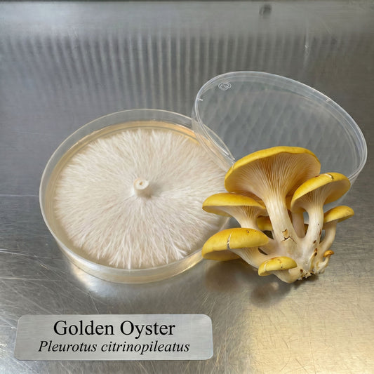 Golden Oyster Colonized Agar Plate - Image 1