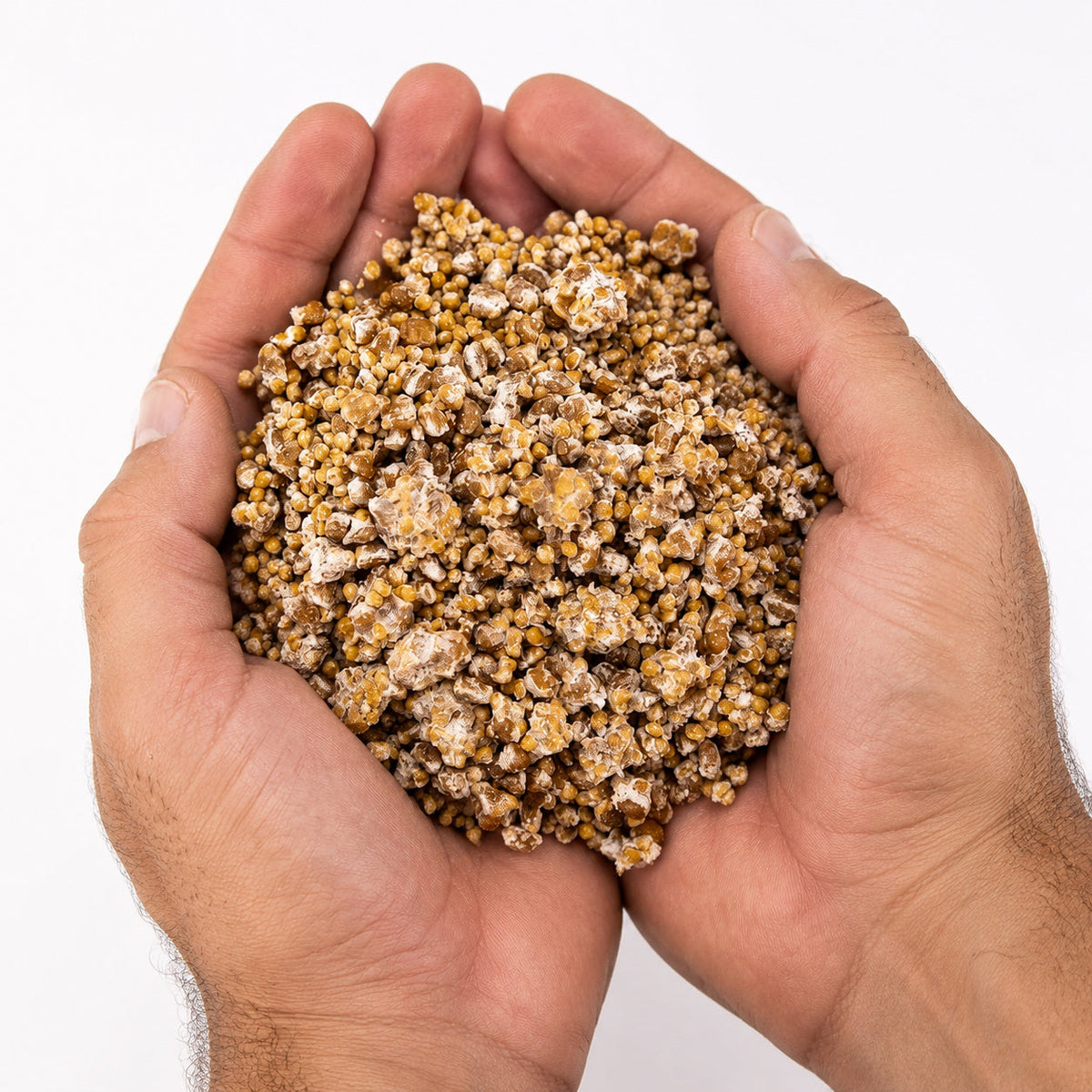 Chestnut Colonized Grain Spawn Bag 5 LB - Image 3