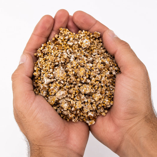 Shiitake Colonized Grain Spawn Bag 5 LB - Image 2
