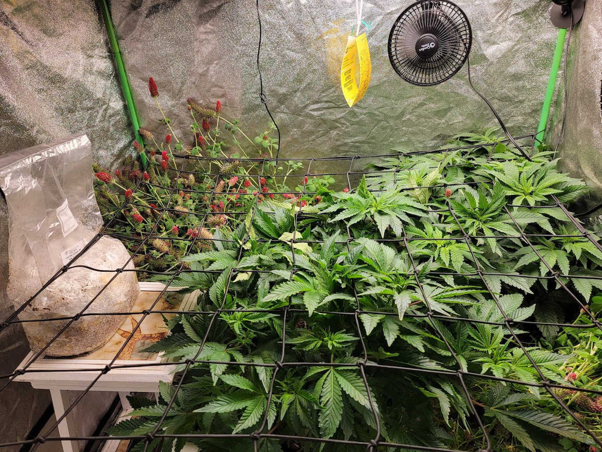 Co2 Boost Self-Activated Bag for Plants, Grow Rooms 2.0 - Image 3