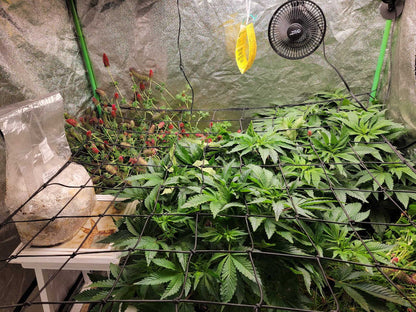 Co2 Boost Self-Activated Bag for Plants, Grow Rooms 2.0 - Image 3