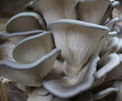 King Blue Oyster Mushroom Grow Kit (5lbs) - Image 3