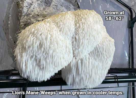 Lion's Mane Mushroom Grow Kit (5lbs) - Image 2
