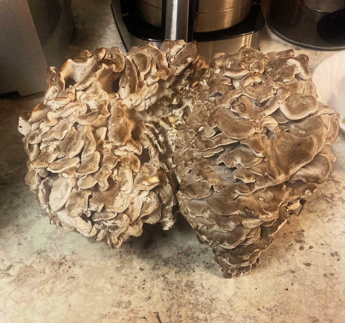 Maitake (Hen of the Woods) Mushroom Grow Kit (5lbs) - Image 4