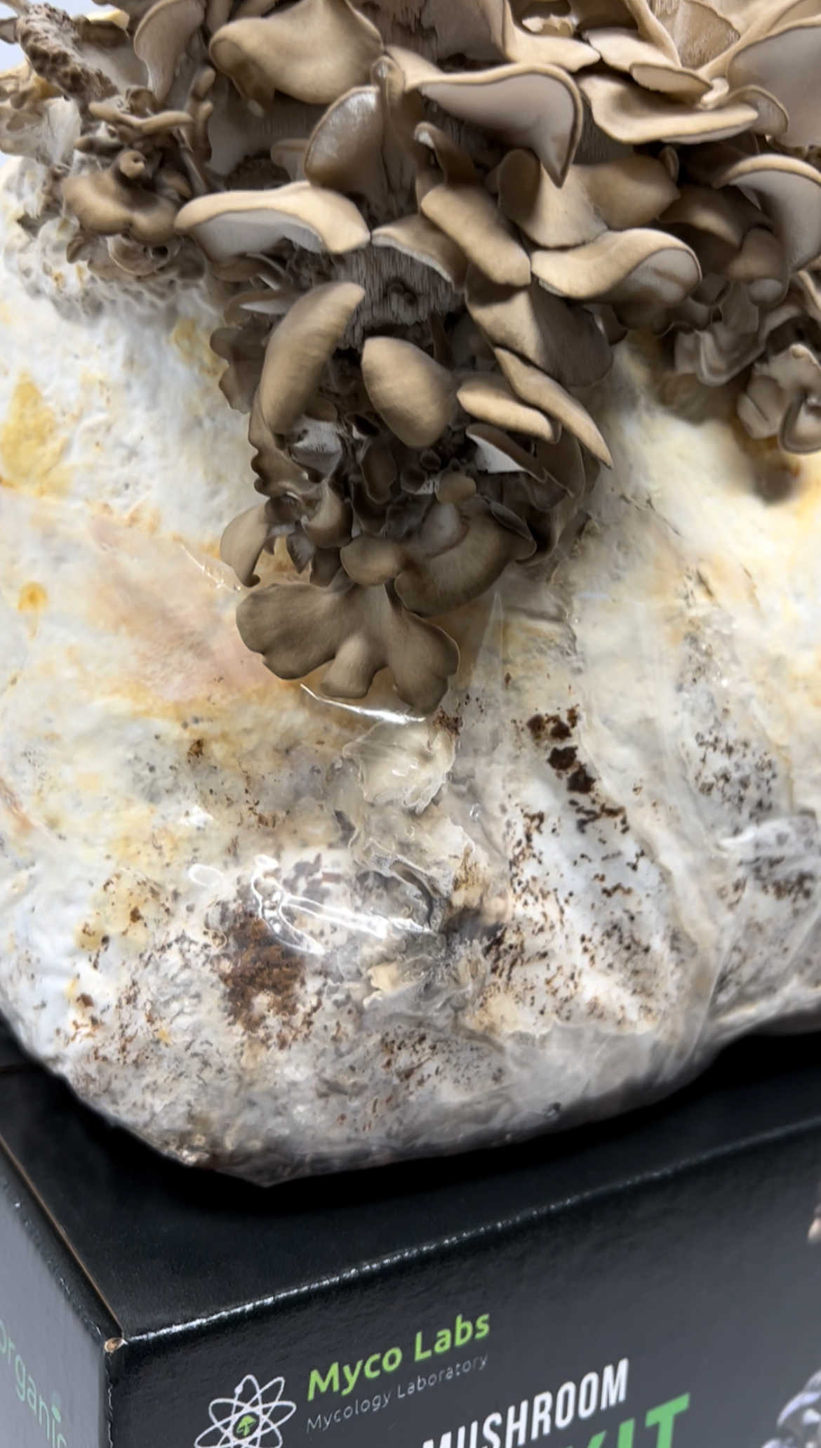 Maitake (Hen of the Woods) Mushroom Grow Kit (5lbs) - Image 3