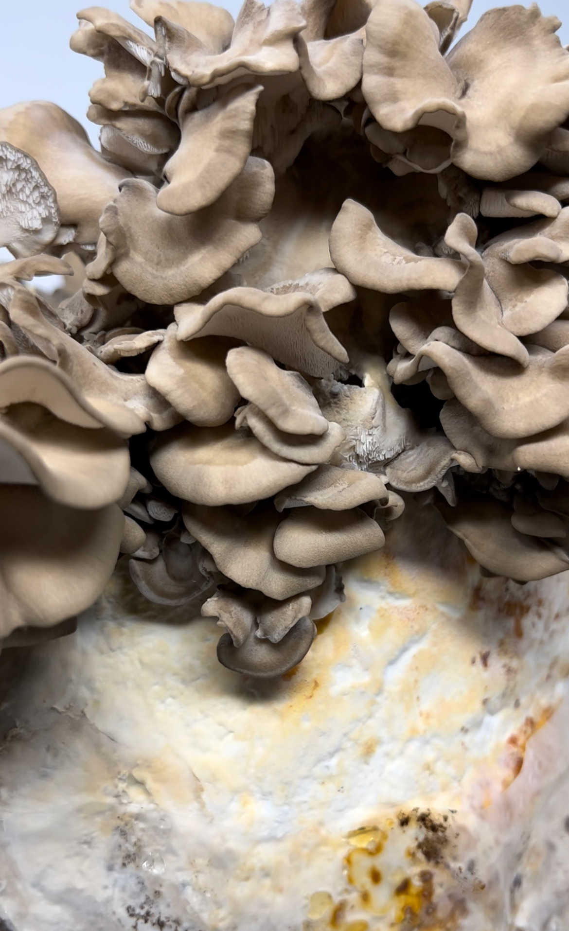 Maitake (Hen of the Woods) Mushroom Grow Kit (5lbs) - Image 2