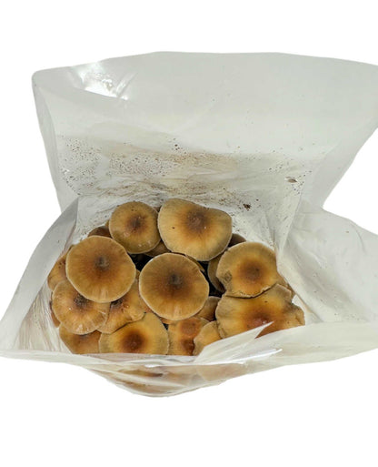 All-in-One Mushroom Grow Bag (4 lbs) for Manure Loving Mushrooms - Image 6