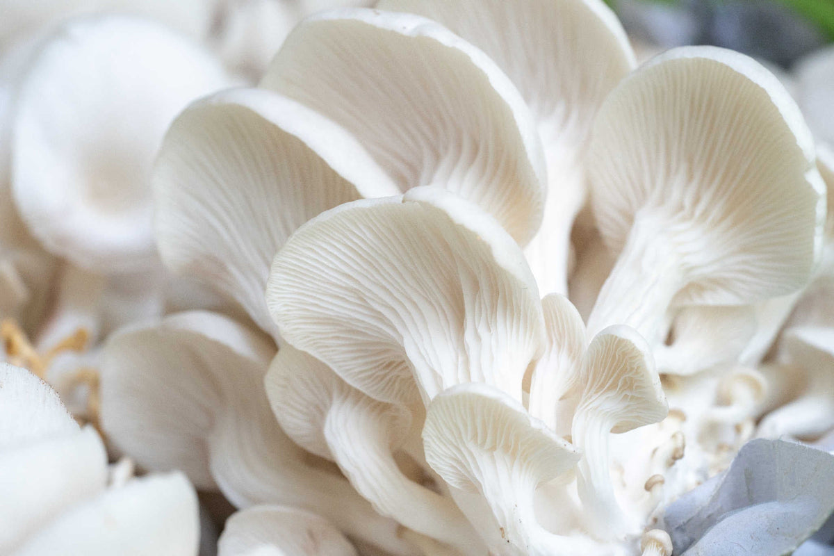 Pearl White Oyster Mushroom Grow Kit (5lbs) - Image 4