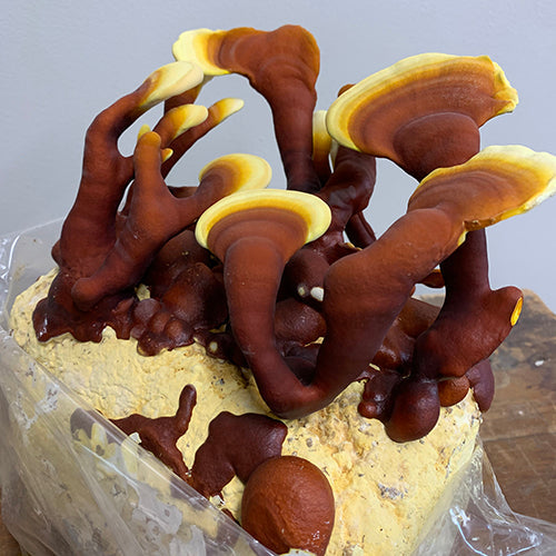 Red Reishi Mushroom Grow Kit (5lbs) - Image 3
