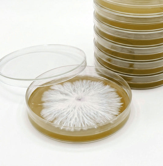 Pre-Poured Sterilized Malt Extract Agar Plates (10-Pack) - Image 2