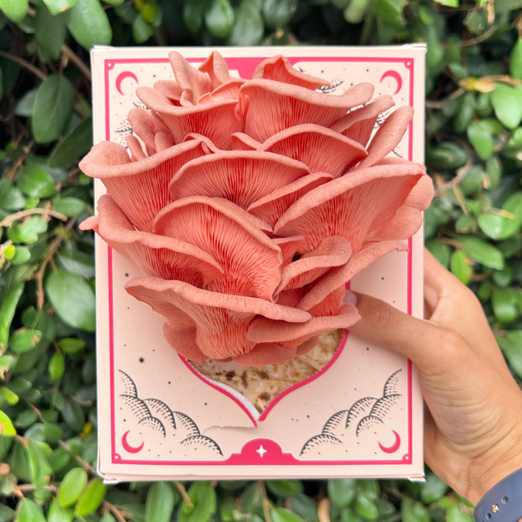 Pink Oyster Mushroom Grow Kit 3LB - Retail Case Pack (10 Kits) - Image 3