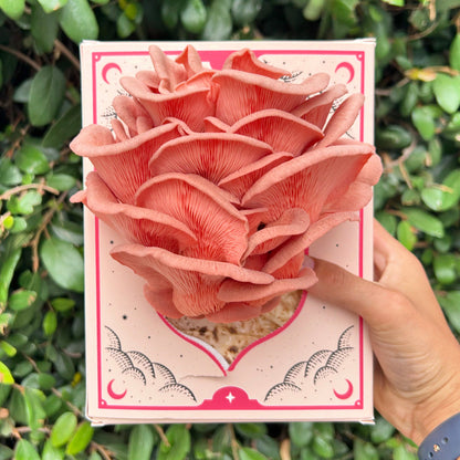 Pink Oyster Mushroom Grow Kit 3LB - Retail Case Pack (10 Kits) - Image 3