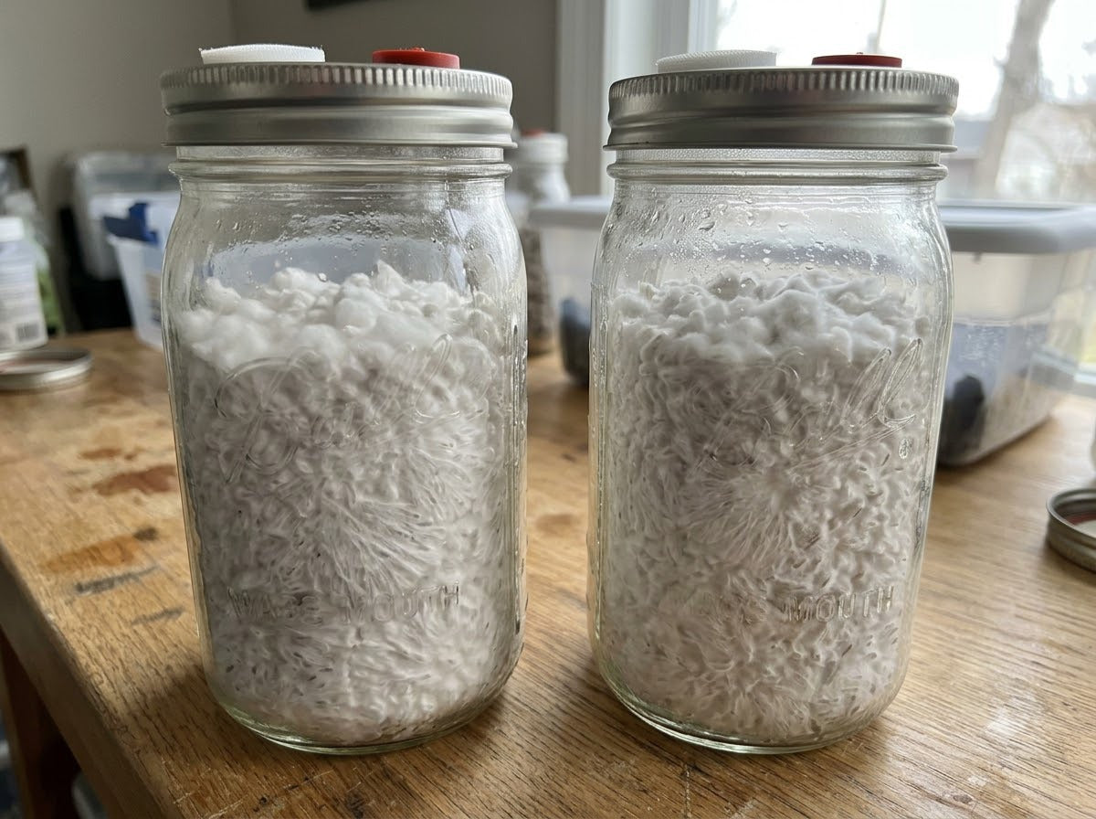 Lion's Mane Harvest